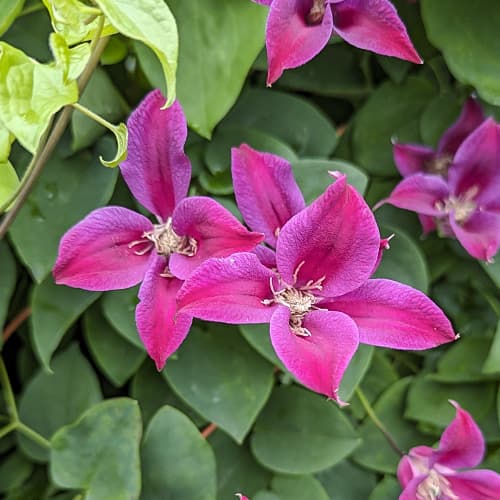 Clematis (Powojnik) Gravetye Beauty, Р9 interface.art zdjęcie 1 Clematis (Powojnik) Gravetye Beauty, Р9 interface.image 1 interface.art 9662