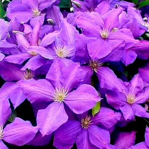 Clematis (Powojnik) Jackmanii interface.art zdjęcie 1 Clematis (Powojnik) Jackmanii interface.image 1 interface.art 4759