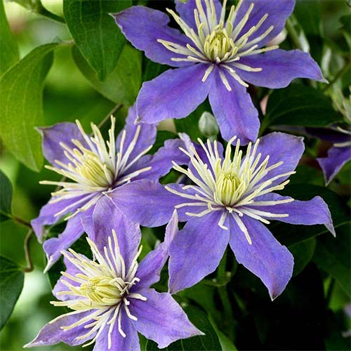Clematis (Powojnik) Justa interface.art zdjęcie 1 Clematis (Powojnik) Justa interface.image 1 interface.art 4117