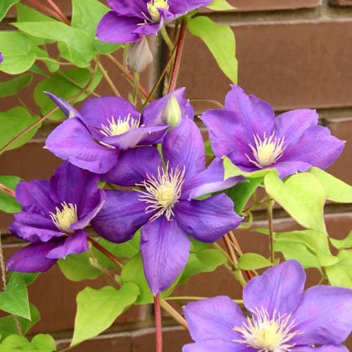 Clematis (Powojnik) Kaczynski interface.image 1 interface.art 5875