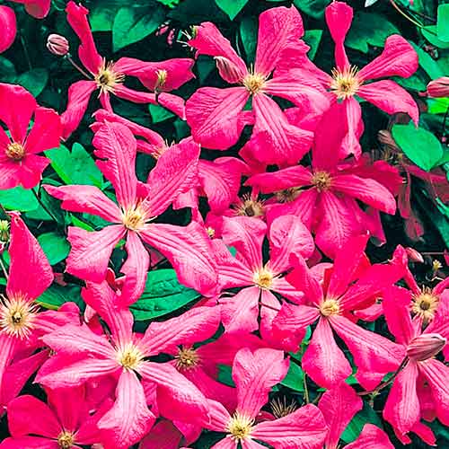 Clematis (Powojnik) Kermesina interface.image 1 interface.art 4766