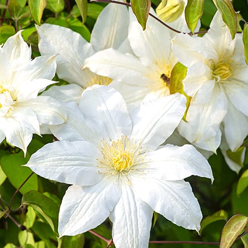 Clematis (Powojnik) Lemon Chiffo, P9 interface.art zdjęcie 1 Clematis (Powojnik) Lemon Chiffo, P9 interface.image 1 interface.art 4120