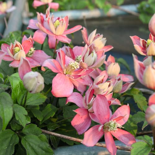 Clematis (Powojnik) Marjorie, P9 interface.art zdjęcie 1 Clematis (Powojnik) Marjorie, P9 interface.image 1 interface.art 5874