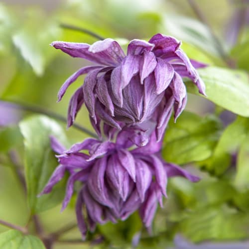 Clematis (Powojnik) Mary Rose, Р9 interface.art zdjęcie 1 Clematis (Powojnik) Mary Rose, Р9 interface.image 1 interface.art 9663