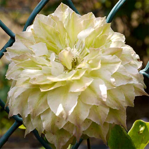 Clematis (Powojnik) Midori interface.art zdjęcie 1 Clematis (Powojnik) Midori interface.image 1 interface.art 4129