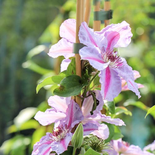 Clematis (Powojnik) Mrs N. Thompson interface.image 1 interface.art 9061