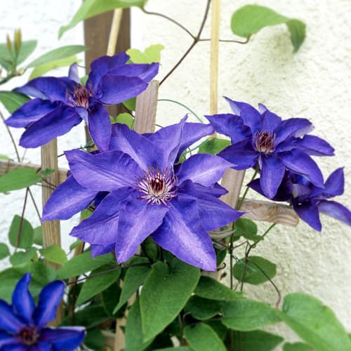 Clematis (Powojnik) President, P9 interface.image 1 interface.art 9056