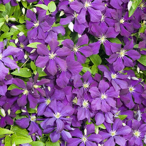 Clematis (Powojnik) Romantica interface.art zdjęcie 1 Clematis (Powojnik) Romantica interface.image 1 interface.art 4763