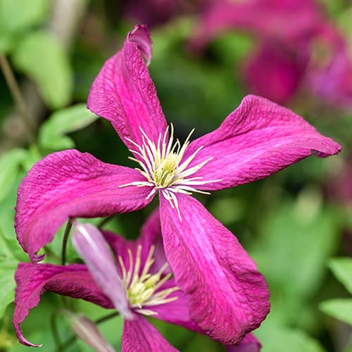 Clematis (Powojnik) Rubra interface.art zdjęcie 1 Clematis (Powojnik) Rubra interface.image 1 interface.art 5649