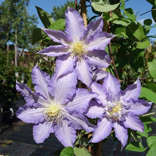 Clematis (Powojnik) Thyrislund interface.image 1 interface.art 4125