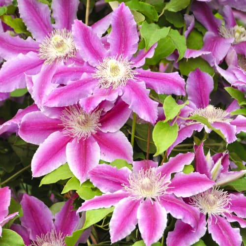 Clematis (Powojnik) Tudor, P9 interface.image 1 interface.art 9058