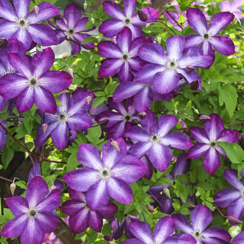 Clematis (Powojnik) Venosa Violacea, Р9 interface.art zdjęcie 1 Clematis (Powojnik) Venosa Violacea, Р9 interface.image 1 interface.art 9664