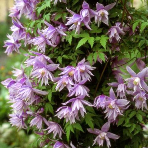 Clematis (Powojnik) Violet Pink interface.art zdjęcie 1 Clematis (Powojnik) Violet Pink interface.image 1 interface.art 2418