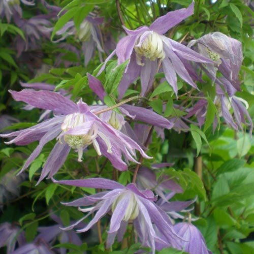 Clematis (Powojnik) Violet Pink interface.art zdjęcie 2 Clematis (Powojnik) Violet Pink interface.image 2 interface.art 2418
