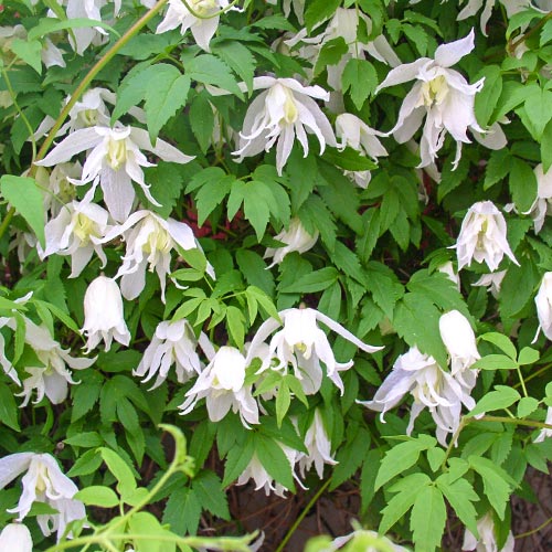 Clematis (Powojnik) White Swan interface.art zdjęcie 1 Clematis (Powojnik) White Swan interface.image 1 interface.art 4130