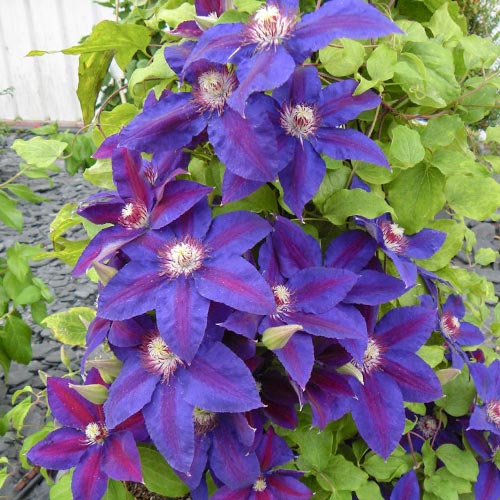 Clematis (Powojnik) Wildfire interface.art zdjęcie 1 Clematis (Powojnik) Wildfire interface.image 1 interface.art 4123