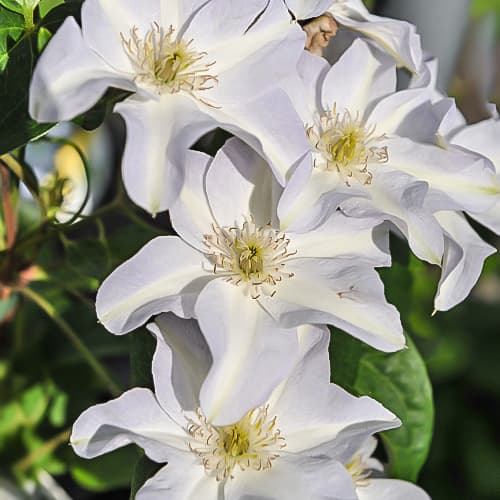 Clematis (Powojnik) Yukikomachi, Р9 interface.art zdjęcie 1 Clematis (Powojnik) Yukikomachi, Р9 interface.image 1 interface.art 9665