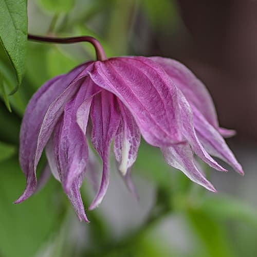Clematis Purple Dream, С2 interface.art zdjęcie 1 Clematis Purple Dream, С2 interface.image 1 interface.art 7762