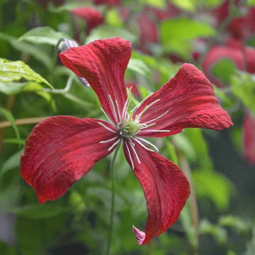Clematis Strawberry Fields, С2 interface.art zdjęcie 1 Clematis Strawberry Fields, С2 interface.image 1 interface.art 7764