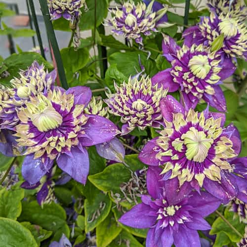 Clematis Taiga, С2 interface.art zdjęcie 1 Clematis Taiga, С2 interface.image 1 interface.art 7766