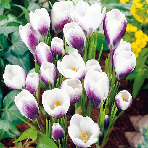 Krokus Prins Claus interface.image 1 interface.art 67336