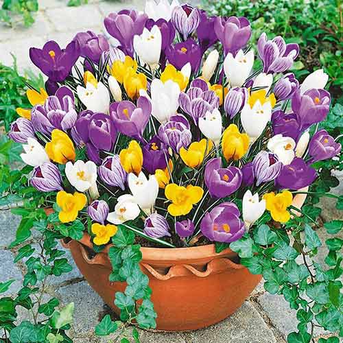 Krokus botaniczny, mix kolorów interface.art zdjęcie 1 Krokus botaniczny, mix kolorów interface.image 1 interface.art 67341