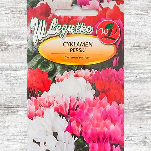 Cyklamen perski Dama F1, mieszanka interface.image 1 interface.art 86763