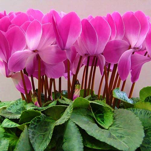 Cyklamen perski Dama F1 różowy interface.image 1 interface.art 66794