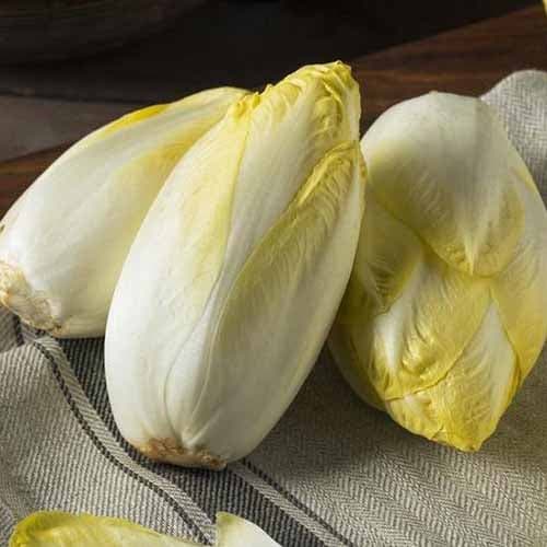 Sałata cykoria Mechelse Middelvroeg interface.image 1 interface.art 96502