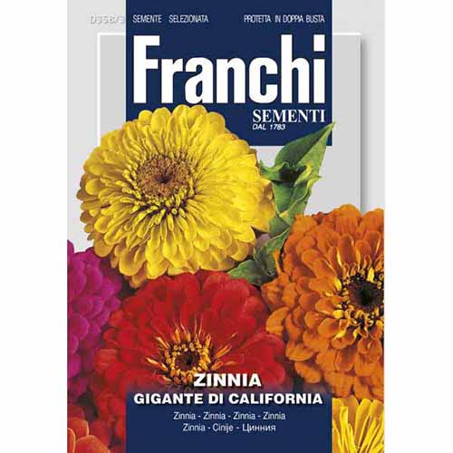 Cynia Gigante de California, mieszanka kolorów Morami interface.image 1 interface.art 87305