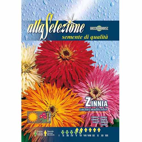 Cynia kaktusowa, mieszanka kolorów Morami interface.image 1 interface.art 96325