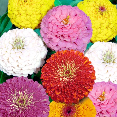 Cynia Super Yoga, mieszanka  interface.image 1 interface.art 8763