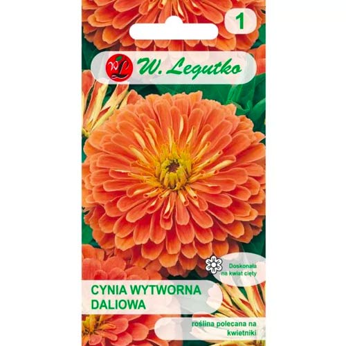 Cynia daliowa Eldorado interface.art zdjęcie 1 Cynia daliowa Eldorado interface.image 1 interface.art 78543