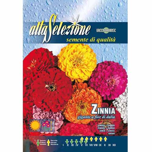 Cynia wytworna daliowa, mieszanka kolorów Morami interface.image 1 interface.art 96326