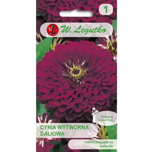 Cynia daliowa Violet Queen interface.image 1 interface.art 69577