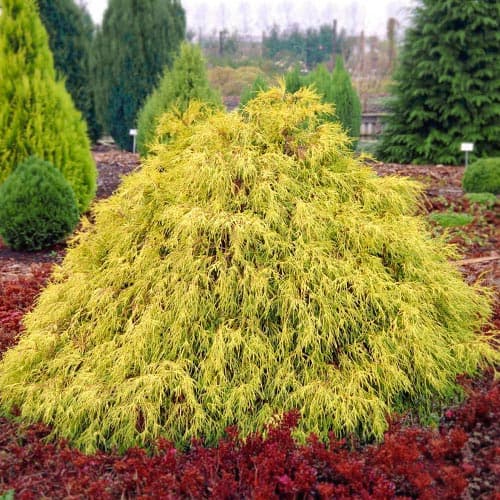Cyprysik Filifera Aurea interface.image 1 interface.art 5094