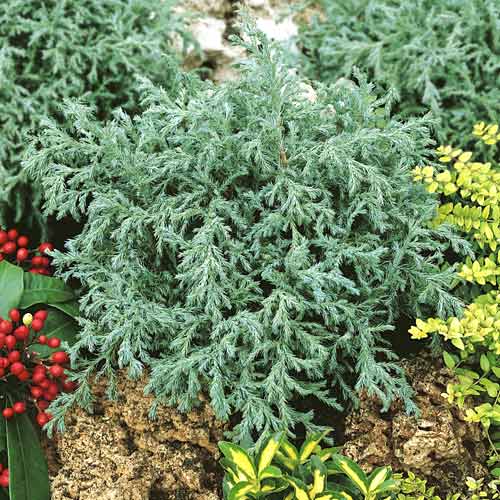 Cyprysik groszkowy Baby Blue, C2 interface.image 1 interface.art 7733