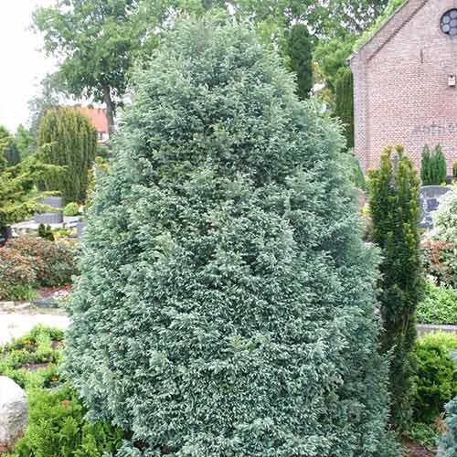 Cyprysik groszkowy Boulevard interface.image 1 interface.art 9423