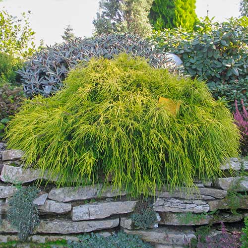 Cyprysik groszkowy (Chamaecyparis) Sungold interface.image 1 interface.art 9402