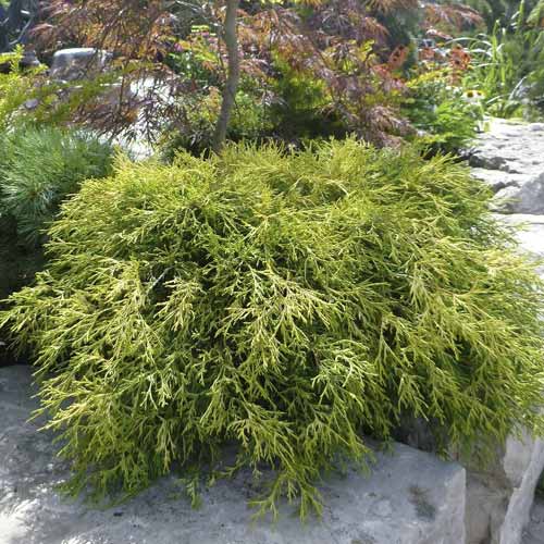 Cyprysik groszkowy Sungold, C2 interface.image 1 interface.art 7761