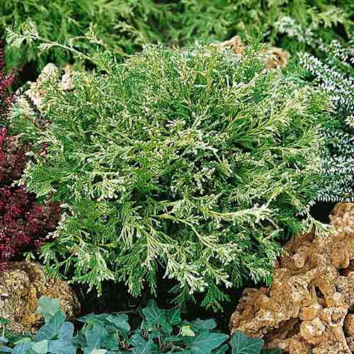 Cyprysik White Beauty interface.image 1 interface.art 4499