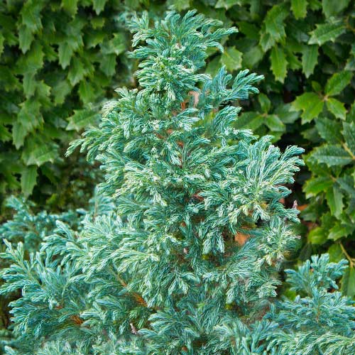 Cyprysik groszkowy White Beauty interface.image 1 interface.art 9424