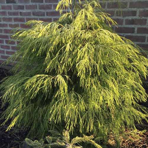 Cyprysik Karaca, C4 interface.art zdjęcie 1 Cyprysik Karaca, C4 interface.image 1 interface.art 8243