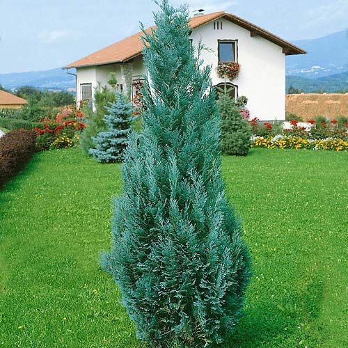 Cyprysik Lawsona Columnaris interface.image 1 interface.art 9418