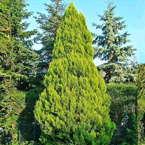 Cyprysik Lawsona Ellwood's Gold interface.image 1 interface.art 9419