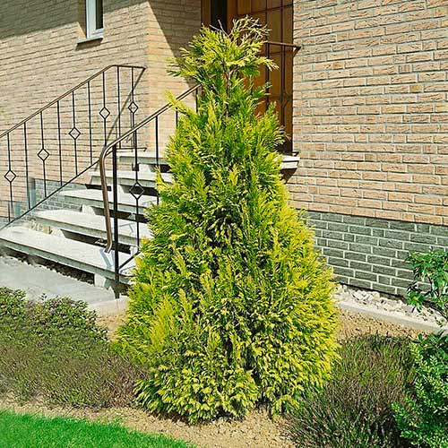 Cyprysik Lawsona Golden Wonder interface.image 1 interface.art 9421