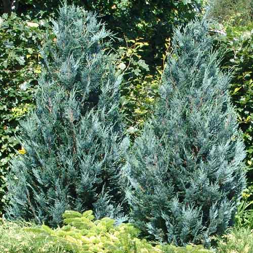 Cyprysik Lawsona Pelt's Blue interface.image 1 interface.art 4496