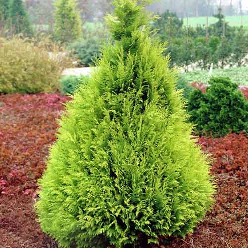 Cyprysik Lawsona Stardust interface.image 1 interface.art 9420