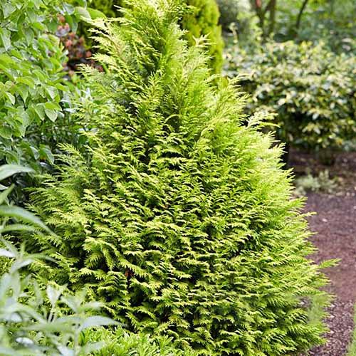 Cyprysik Sunny Smile interface.image 1 interface.art 4034