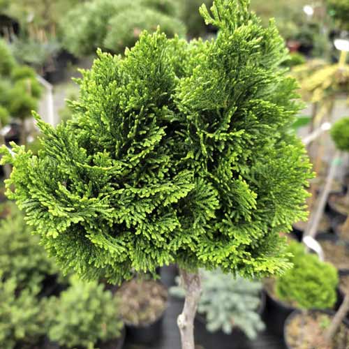 Cyprysik Nana Gracilis, C4 interface.image 1 interface.art 8245